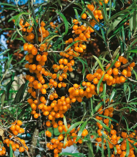 Hippophae rhamnoides 'Friesdorfer Orange' samoopelivá 